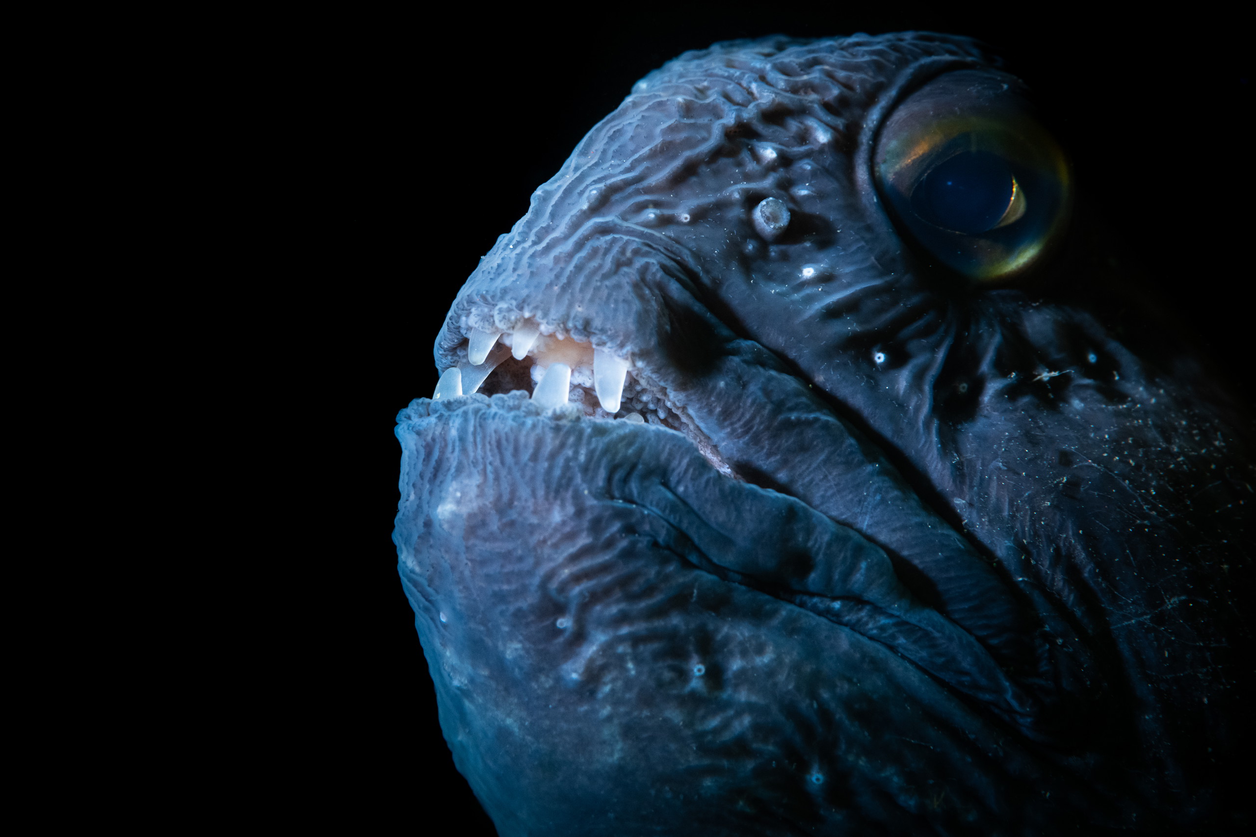 A dark-blue, deep-sea fish lurking underwater, taken from the documentary De Wilde Noordzee (North Sea: Nature Untamed)